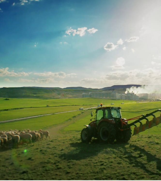 tractor and sheep in field