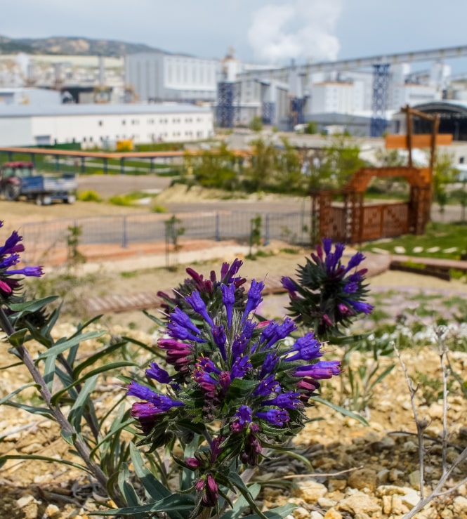 Purple flowers with factory in the background Kazan Soda Turkey