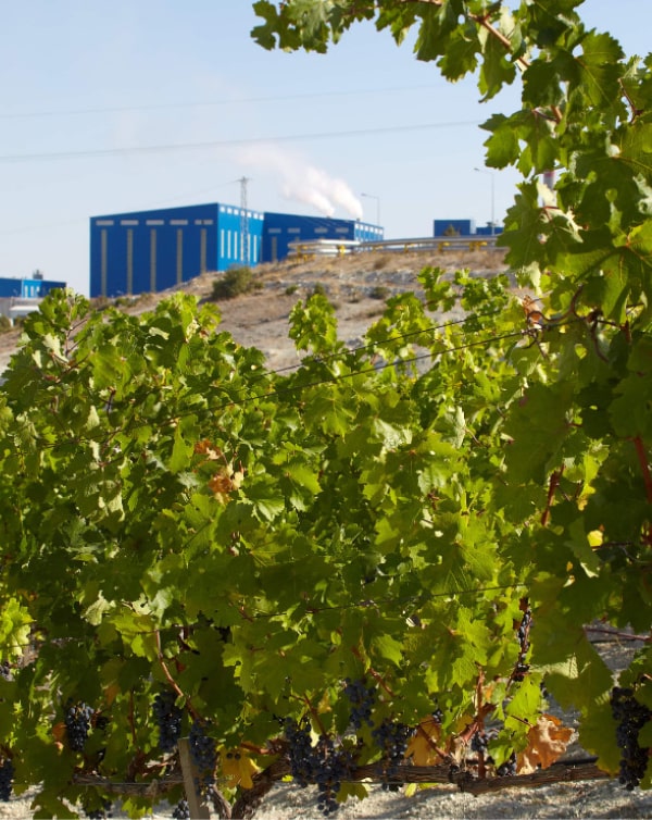 Eti Soda vineyard industry landscape