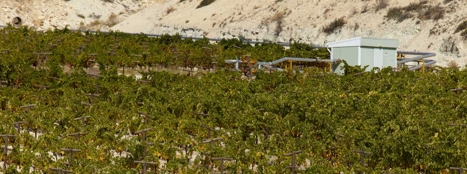 A solution extraction well-head amongst vineyards at Eti