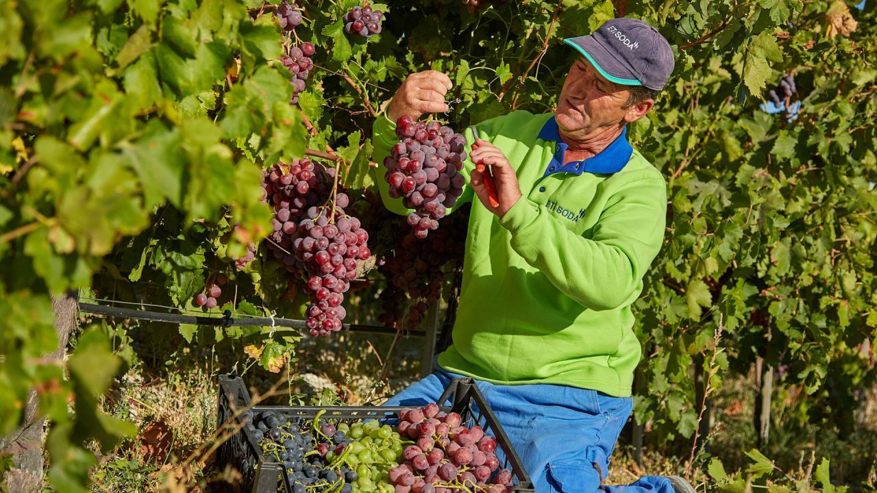 Eti Soda worker in vineyard harvesting grapes