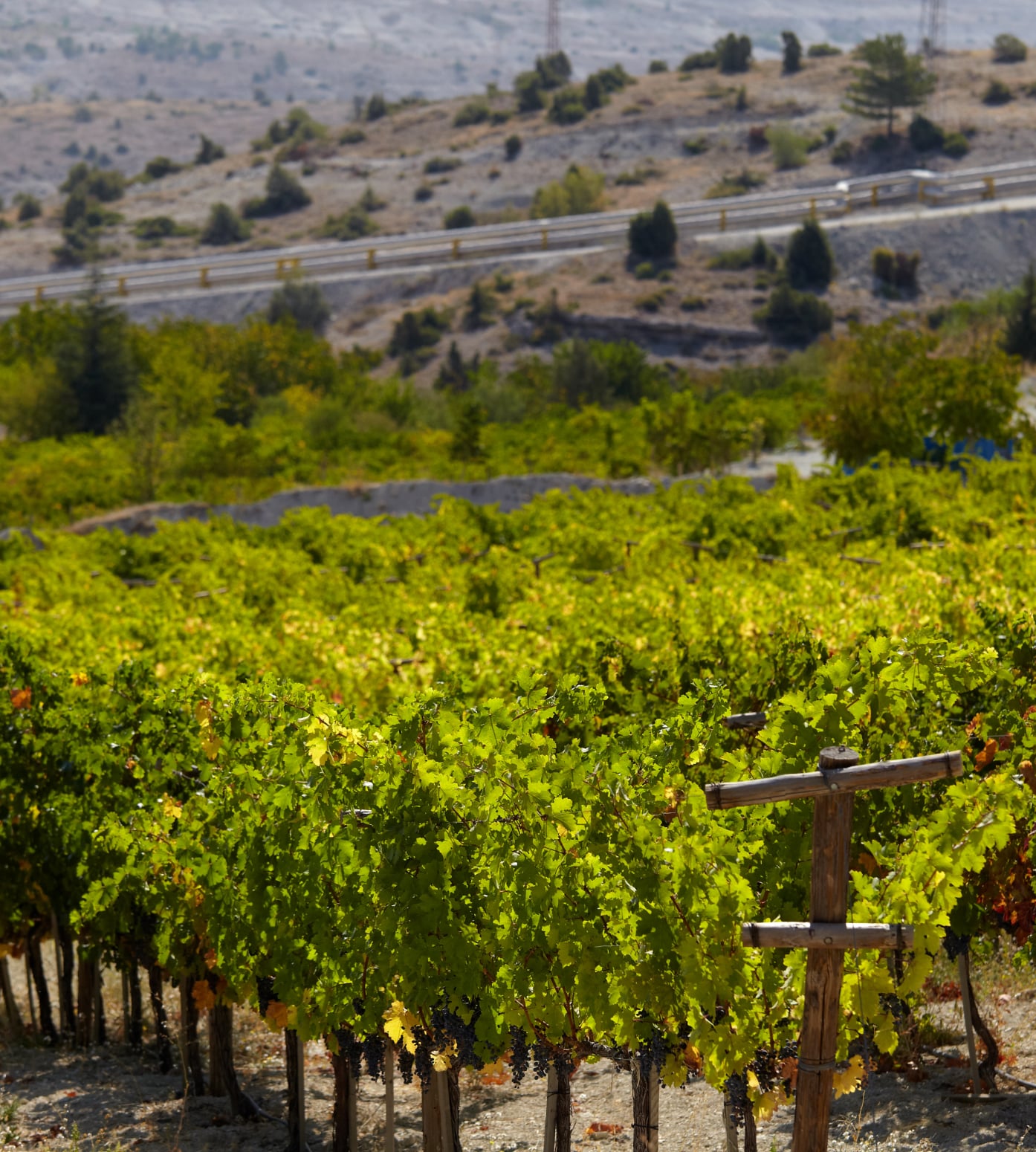 Vineyards grapes hills landscape