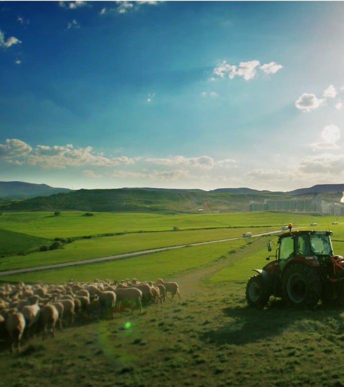 Field landscape green fields tractor and sheep blue sky